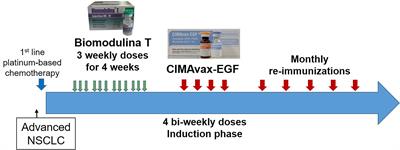 Thymic Polypeptide Fraction Biomodulina T Decreases Exhausted and Terminally Differentiated EMRA T Cells in Advanced Lung Cancer Patients Treated With Platinum-Based Chemotherapy